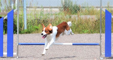 Så här tränar och aktiverar du din hund .